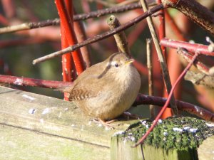 fat wren