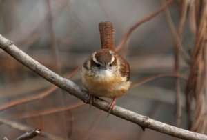 carolina wren - eye on