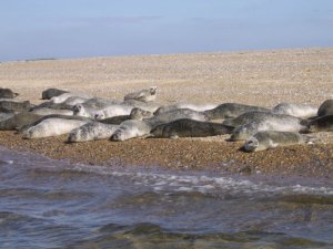 Resting Seals