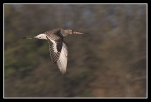 Black-Tailed Godwit