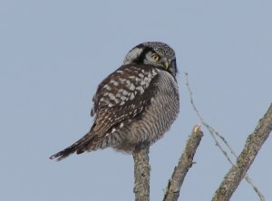 Northern Hawk Owl