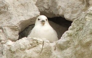 Fulmar in chalk