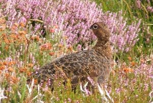 Red Grouse