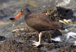 Oystercatcher happiness