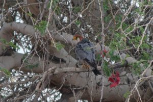 Red-necked Falcon