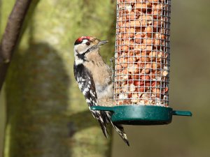 Lesser Spotted Woodpecker