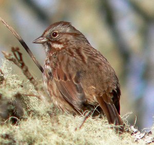 Song Sparrow