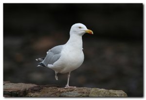 one legged gull