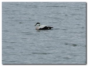 male eider