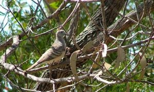 Peaceful Dove