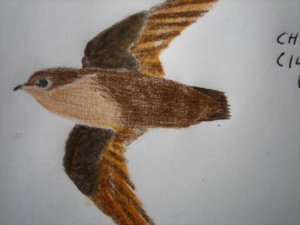 Chimney Swift