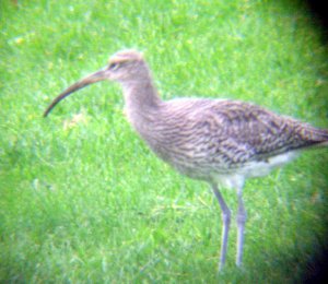 Curlew