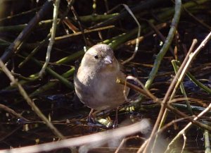 Chaffinch