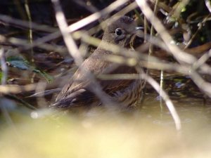 Song Thrush