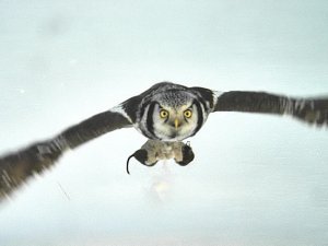 Hawk Owl & Vole