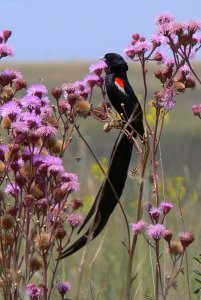 Long-tailed Widowbird