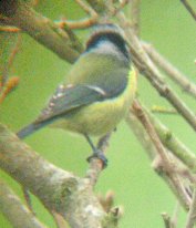 Blue Tit (Back)