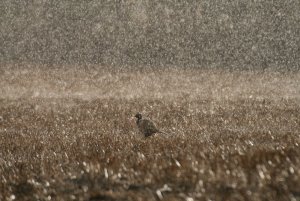 Game in the hail