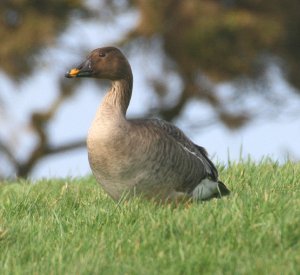 Tundra Bean Goose