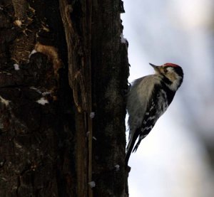 Lesser_Spotted_Woodpecker