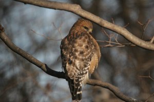 red-shouldered