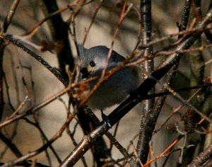 Tuftled Titmouse in the branches