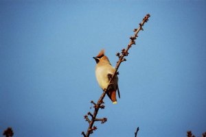 Waxwing