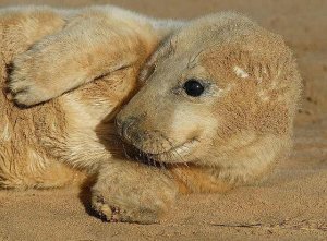 Grey Seal pup