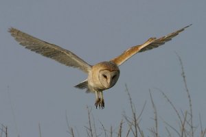 Barn Owl