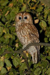 Tawny Owl