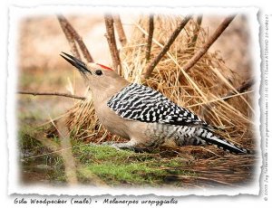 Gila Woodpecker