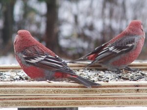 Camera Shy Pine Grosbeaks