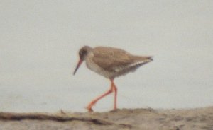 Redshank