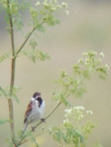 Reed Bunting