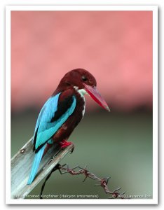 White-throated Kingfisher