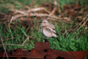 Desert Wheatear