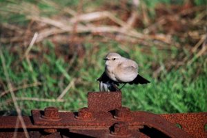 Desert Wheatear