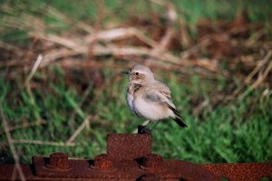 Desert Wheatear