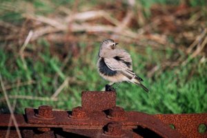 Desert Wheatear