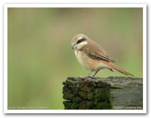 Brown Shrike