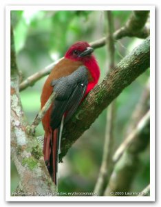 Red-headed Trogon