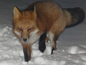 Red Fox