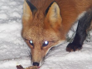 Red Fox2