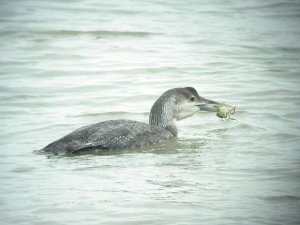 White-billed Diver, Hayle