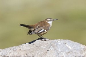 White-winged Cinclodes