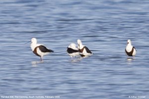 Banded Stilt