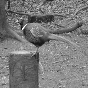 Pheasant at Rufford