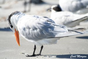 A Tern's Prayer