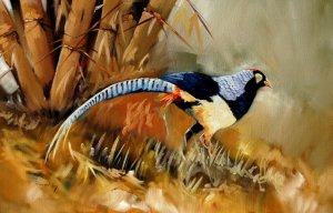 LADY AMHERST'S PHEASANT