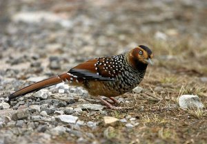 Spotted Laughingthrush